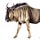 bewilderbeest